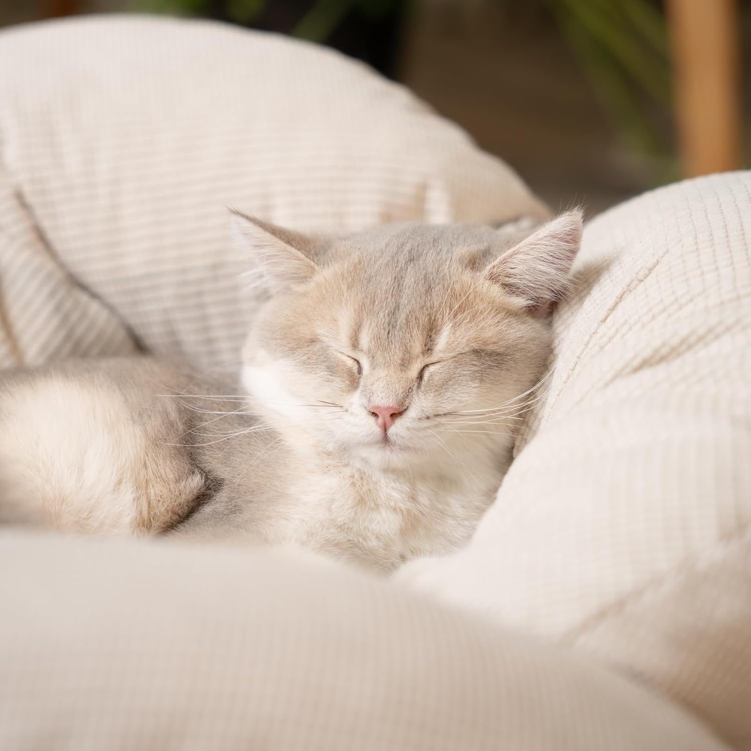 Pet elevated cat bed wooden cushion fluffy pet sofa indoor cat elevated cat leisure chair suitable for small dogs and cats furniture (white)